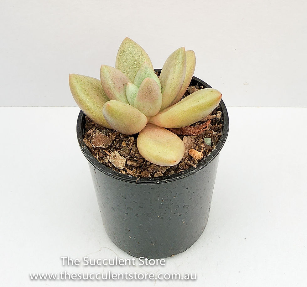 Thumbnail: Graptoveria rosie crow