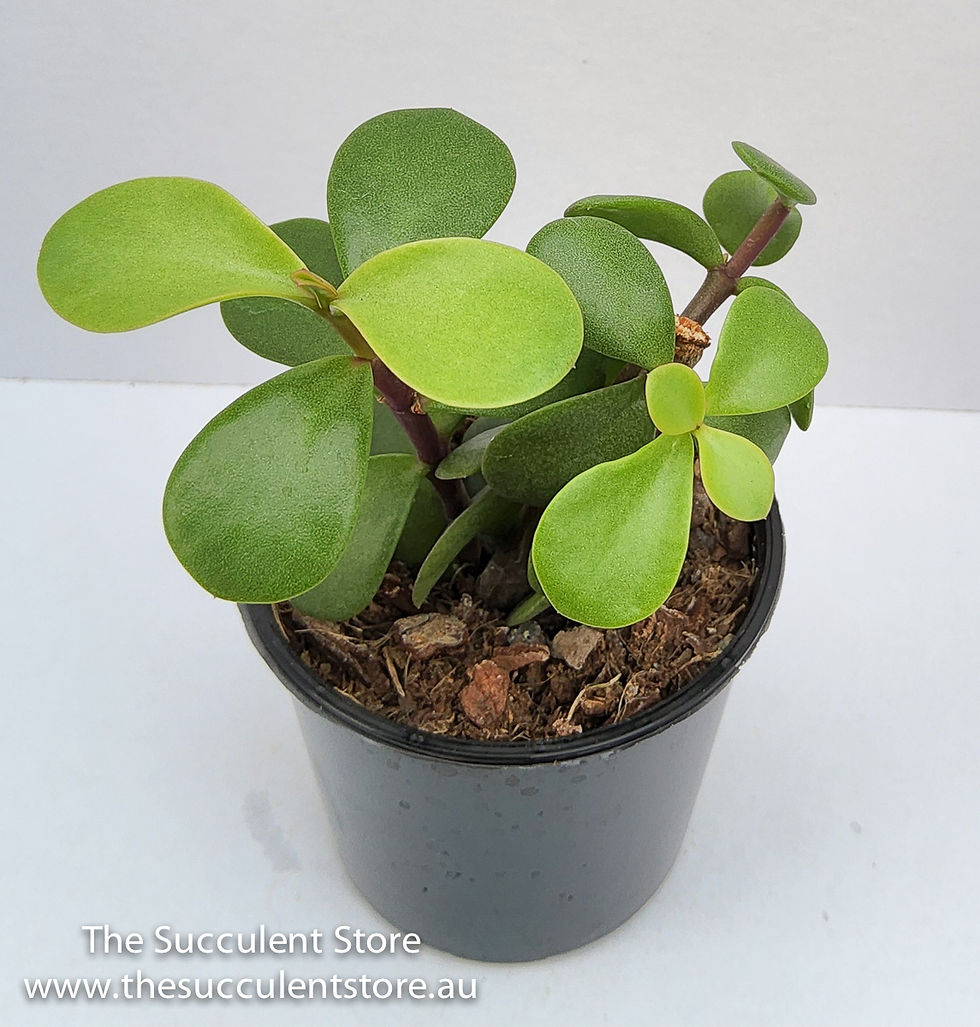 Thumbnail: Portulacaria afra prostrata - Trailing Elephant Bush