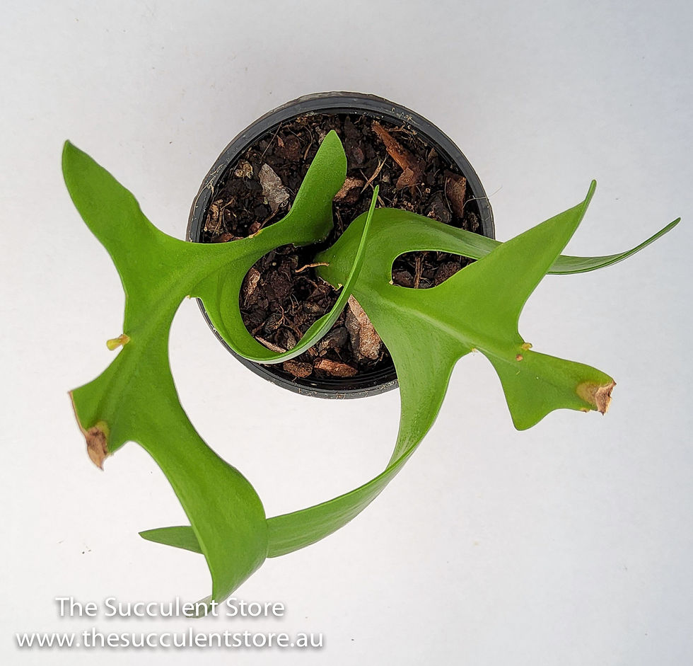 Thumbnail: Selenicereus chrysocardium - Fern Leaf Cactus