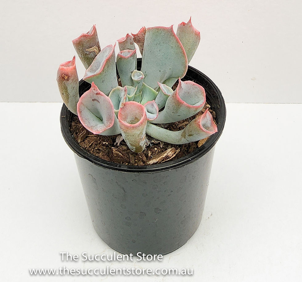 Thumbnail: Echeveria trumpet pinky