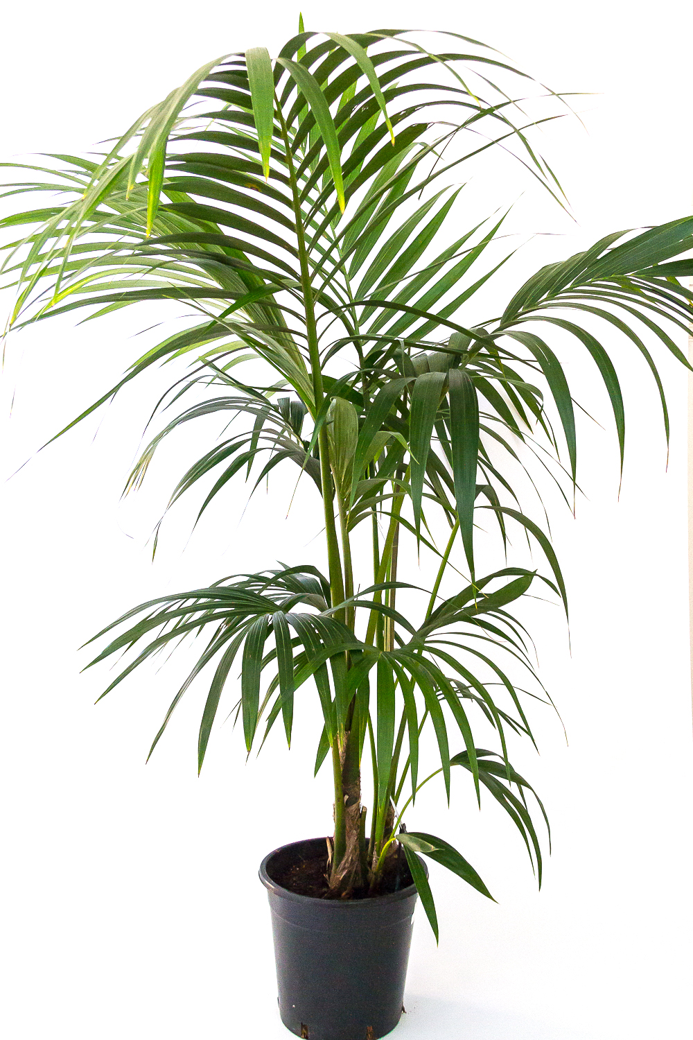 Kentia Palm