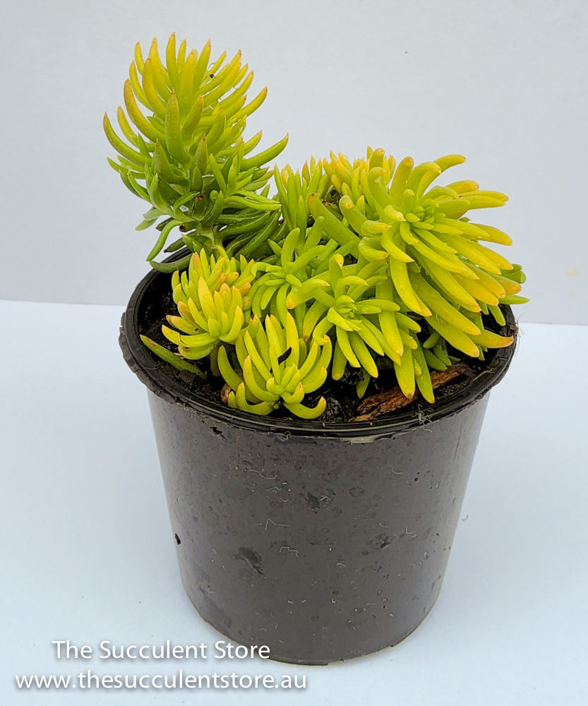 Thumbnail: Sedum mexicanum - Gold Mound