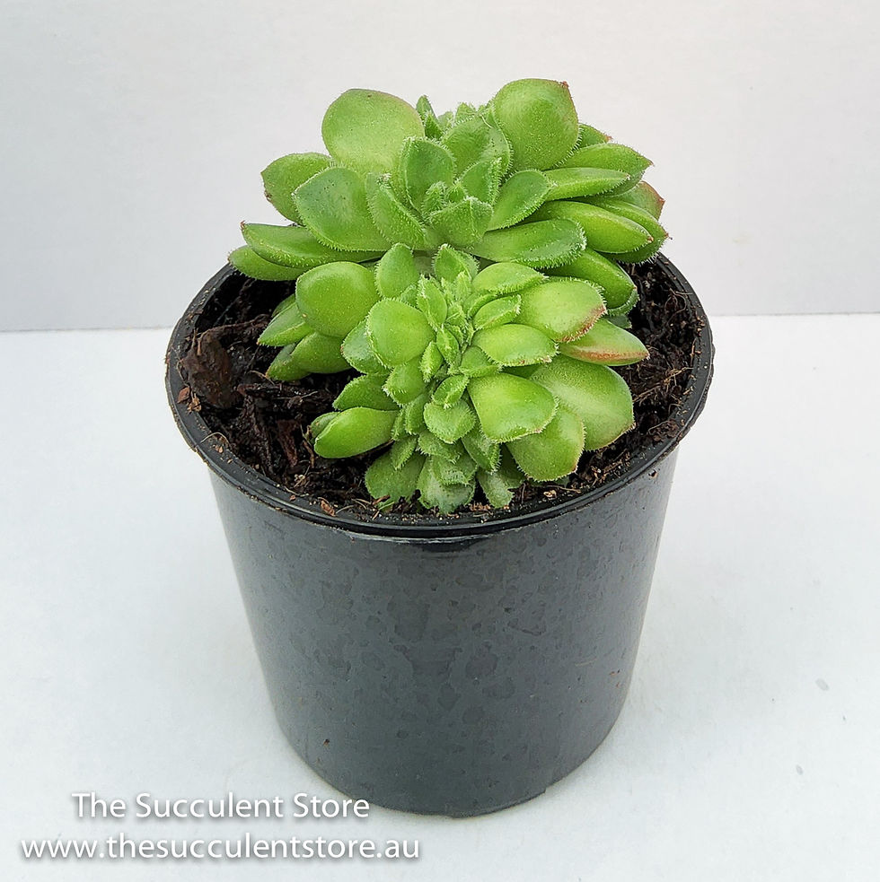 Thumbnail: Echeveria Saturn  crested