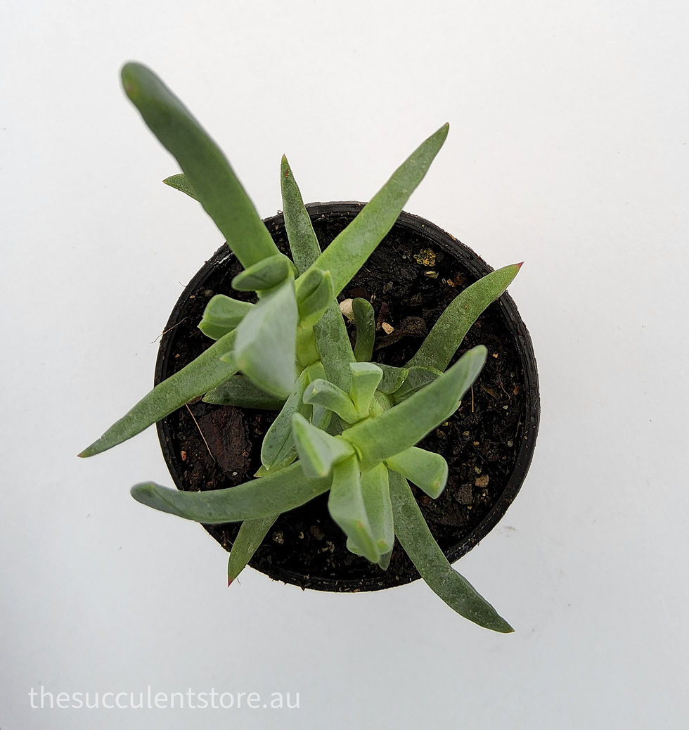 Thumbnail: Oscularia caulescens pink flower