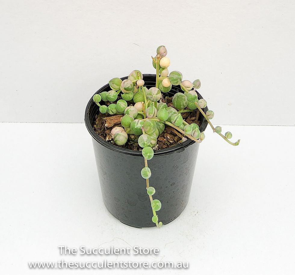 Thumbnail: Senecio rowleyanus variegated string of pearls