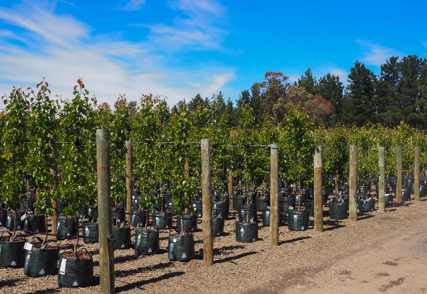 Shrubs & Trees Westland Nurseries Seven Mile Beach