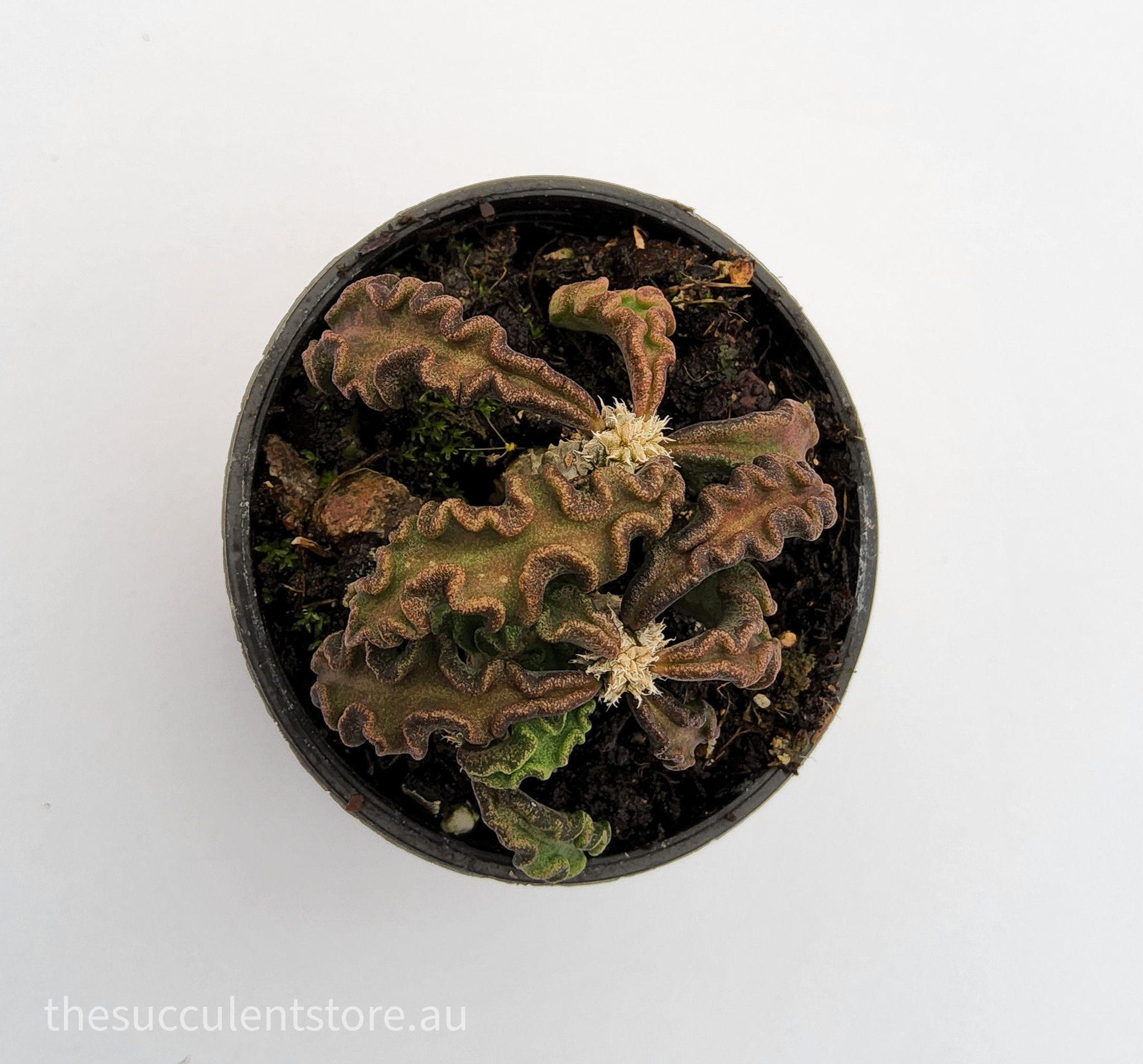 Euphorbia decaryi - Zombie palms