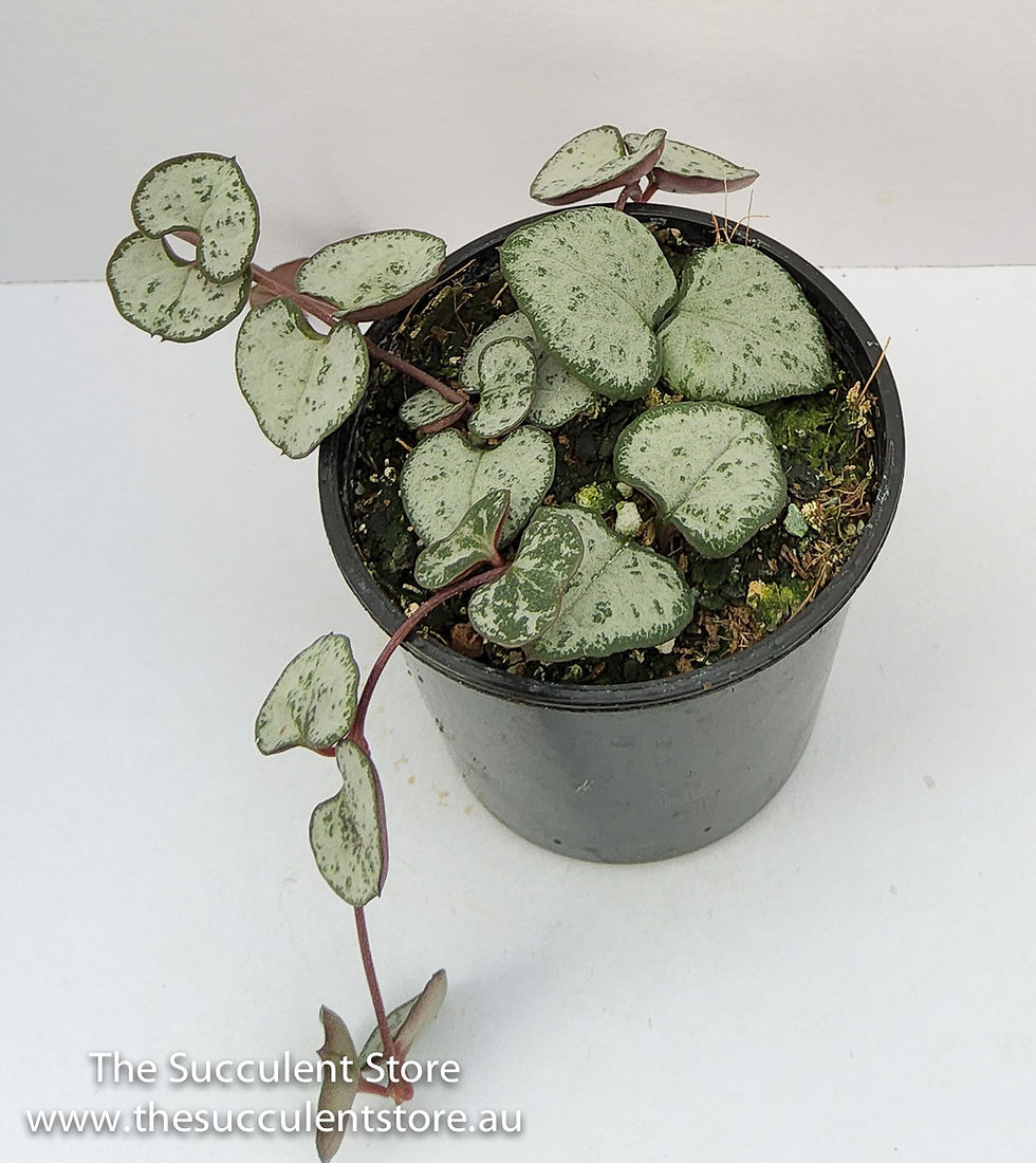 Thumbnail: Ceropegia woodii silver - Silver String of Hearts