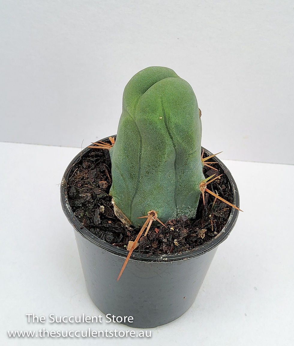 Thumbnail: Trichocereus bridgesii montrose - Penis Cactus