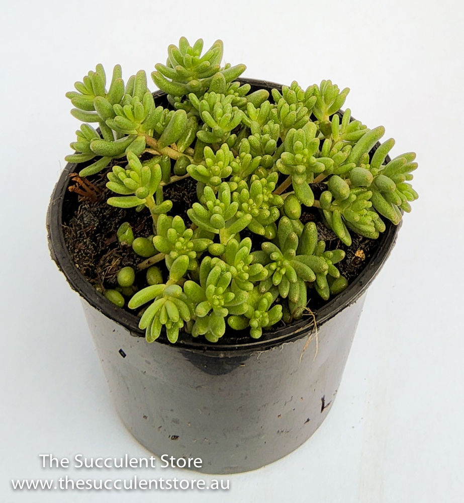 Thumbnail: Sedum japonicum senanense - Rosy Japanese Stonecrop