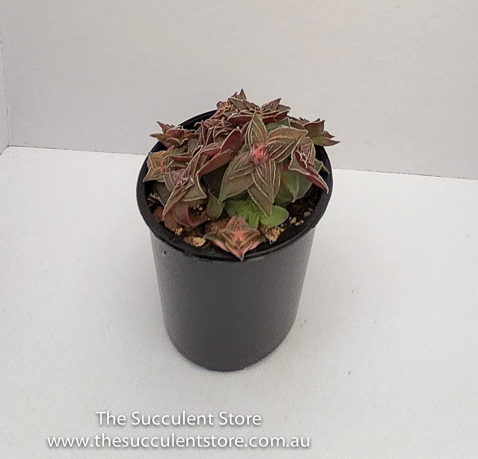 Thumbnail: Crassula capitella variegated - Red Pagoda