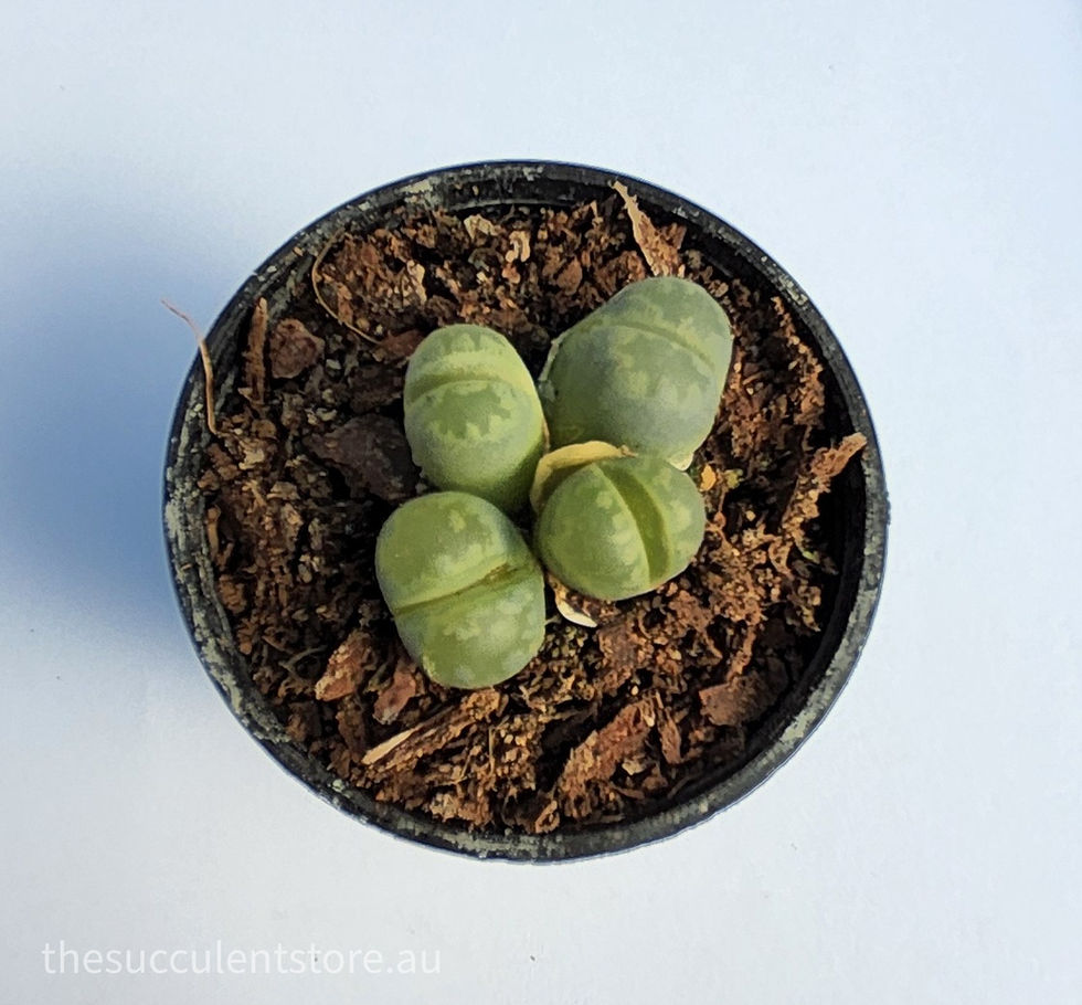 Thumbnail: Lithops otzeniana