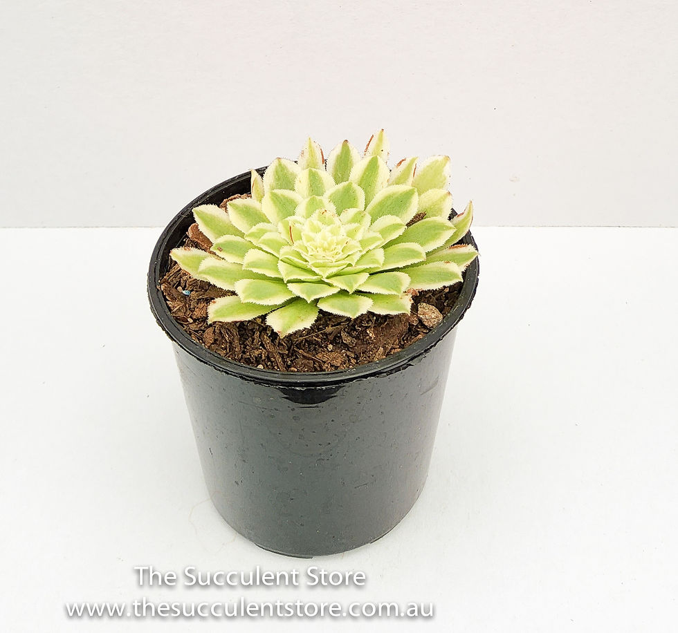 Thumbnail: Aeonium tabuliform variegatum