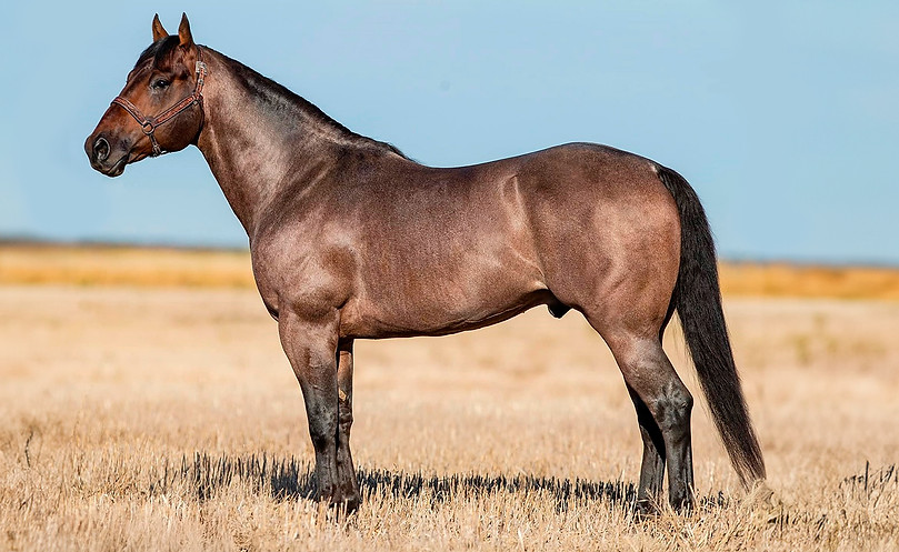 caballo inicio.jpg