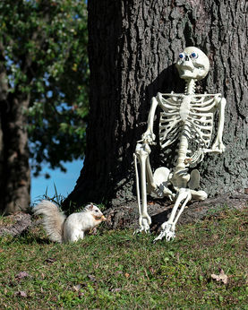 Skeleton2port lighter_DSC3880.jpg