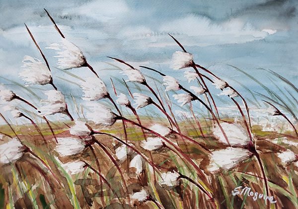 Bog Cotton, Cluster.jpg
