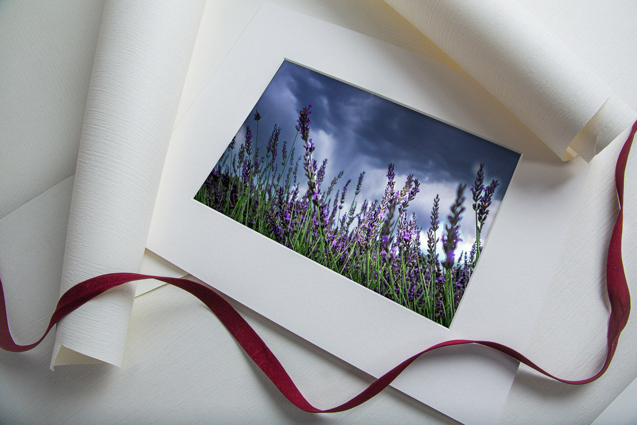 Lavender Farm #3 Matted print
