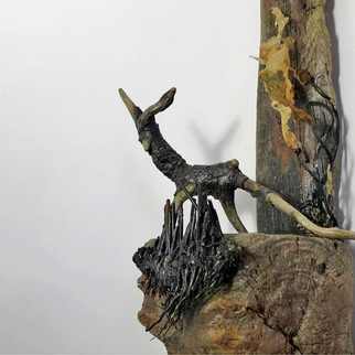 Beach wood