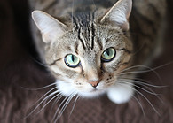 Green Eyed Cat