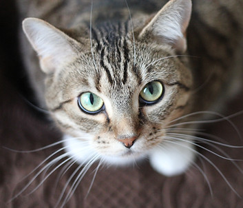 Green Eyed Cat