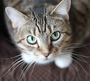 Green Eyed Cat