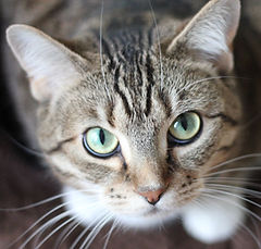 Green Eyed Cat