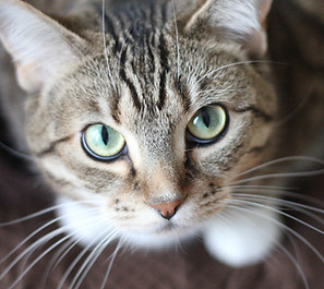 Green Eyed Cat