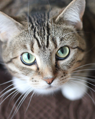 Green Eyed Cat