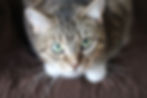 Prices for cat treatment