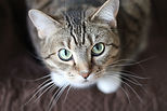 Grey tabby cat caring and compassion for animals