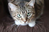 Gato Eyed Verde