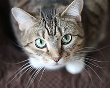 Cat behaviourist, house soiling, cat aggression, spraying, nervous cat, inappropriate urination