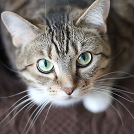 Gato de ojos verdes