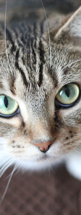Green Eyed Cat