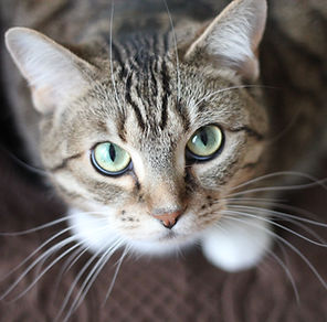 Green Eyed Cat