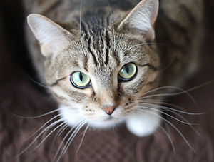 Green Eyed Cat