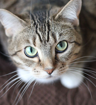 Green Eyed Cat
