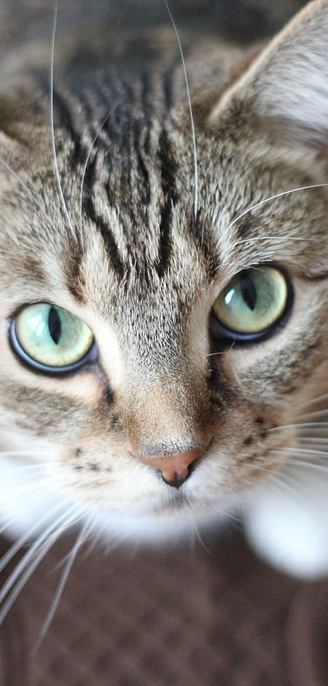 Green Eyed Cat