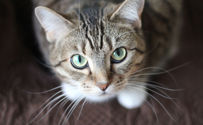 Veterinary Dental Care for All Species