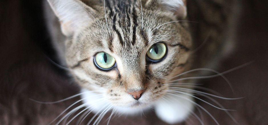 Feral Tabby Cat