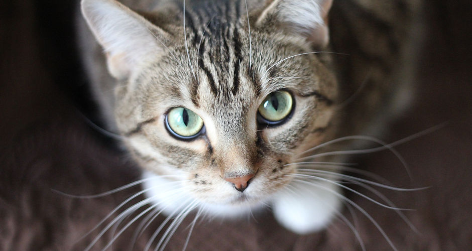 Green Eyed Cat