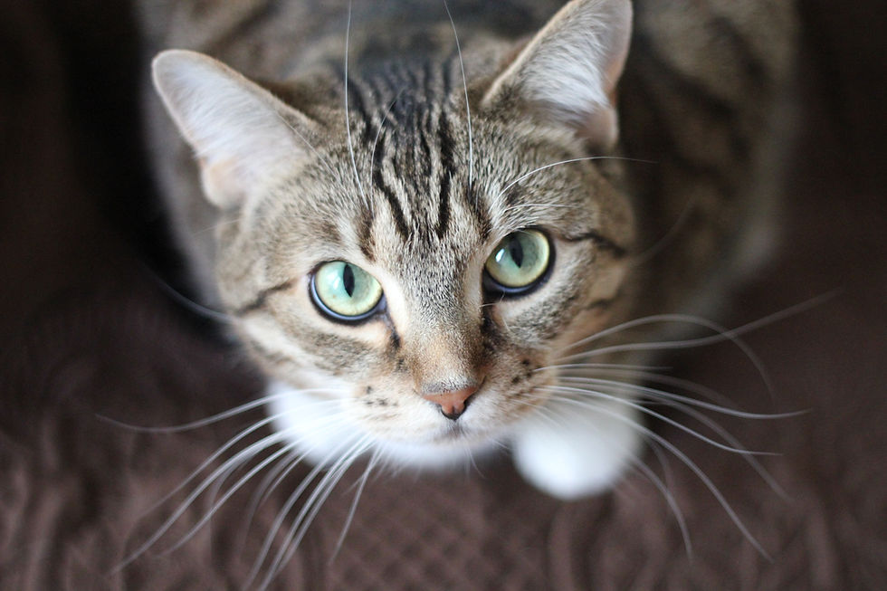 Nahaufnahme einer getigerten Katze