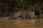 Três Irmão river, pantanal, MT
