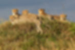 Mara Triangle, 2018