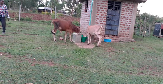 Community beef farming project