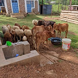 Cows.jpeg