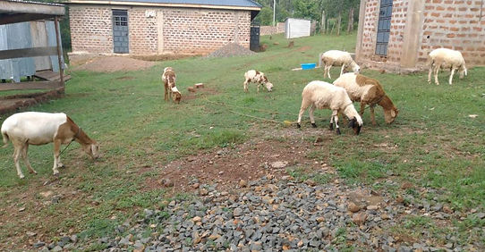 Community Sheep Farming Project