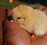 chicken _edited.jpg