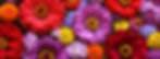 Field of dahlia flowers