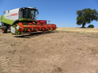 One combine and one tree.